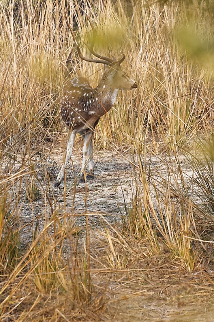 Keoladeo national park-025